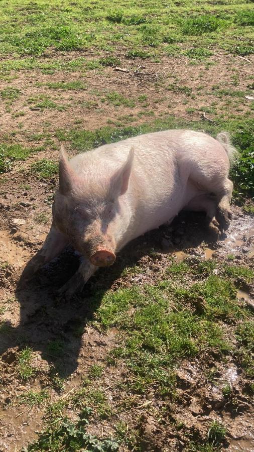 La Villa De I Casali Del Troscio Capalbio Zewnętrze zdjęcie